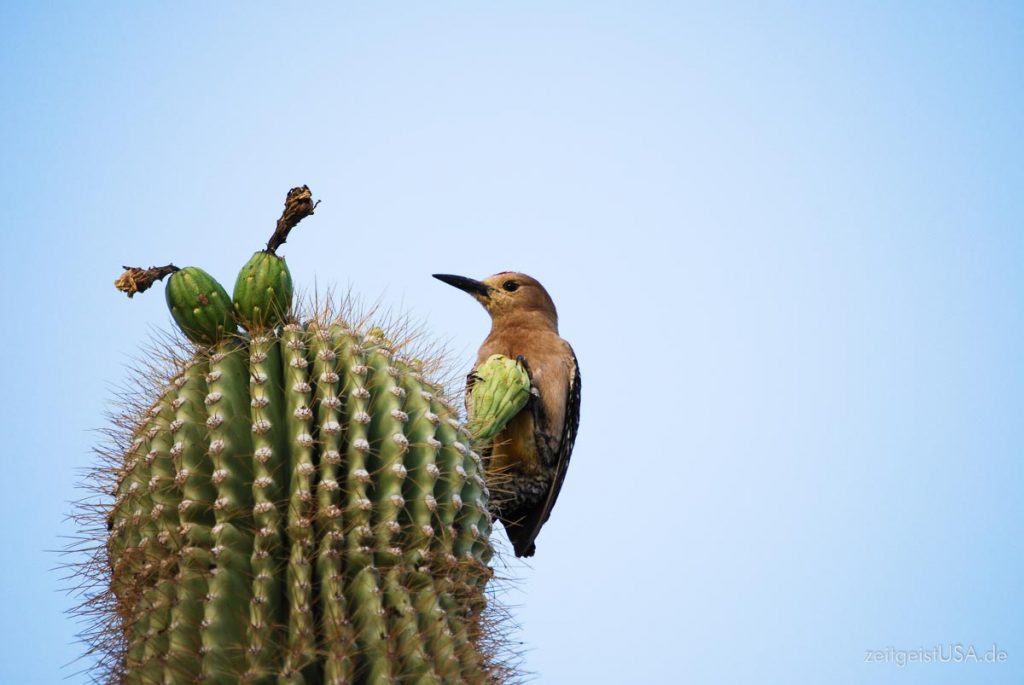 Spechte nisten im Saguaro Cactus