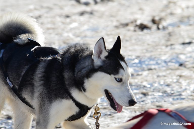 Iditarod! Eines der härtesten Hundeschlittenrennen der Welt