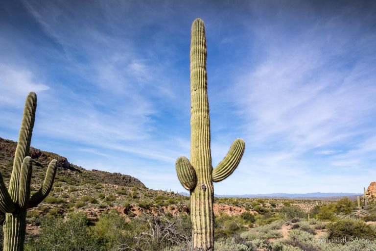 Saguaro Nationalpark in Arizona