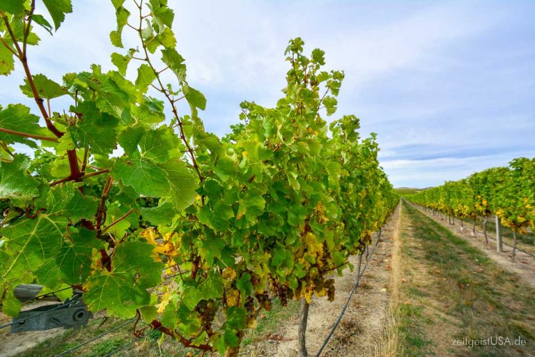 Great River Road in Illinois: Paradies für Weinliebhaber