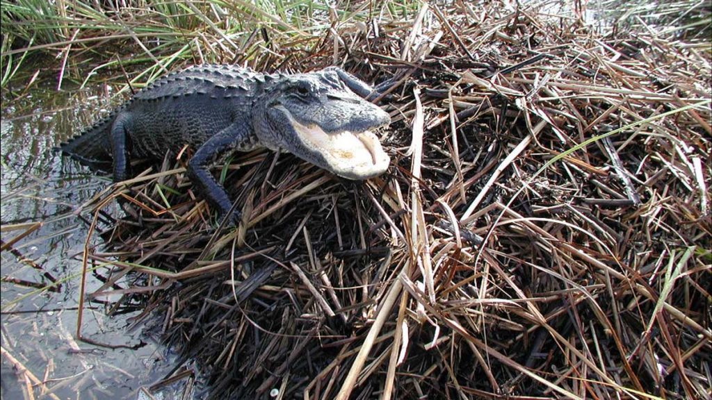 Everglades Nationalpark, Florida: Alligator (photo: NPS / Lori Oberhofer)