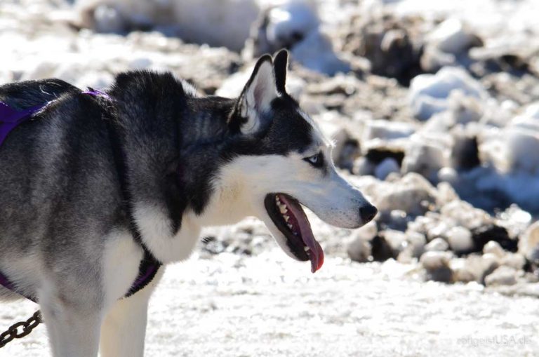 Yukon Quest™ – Hundeschlittenrennen Alaska und Kanada