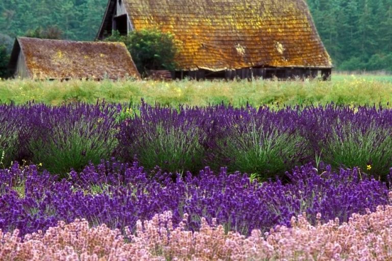 Lavendel Festival in Sequim im Staat Washington, USA