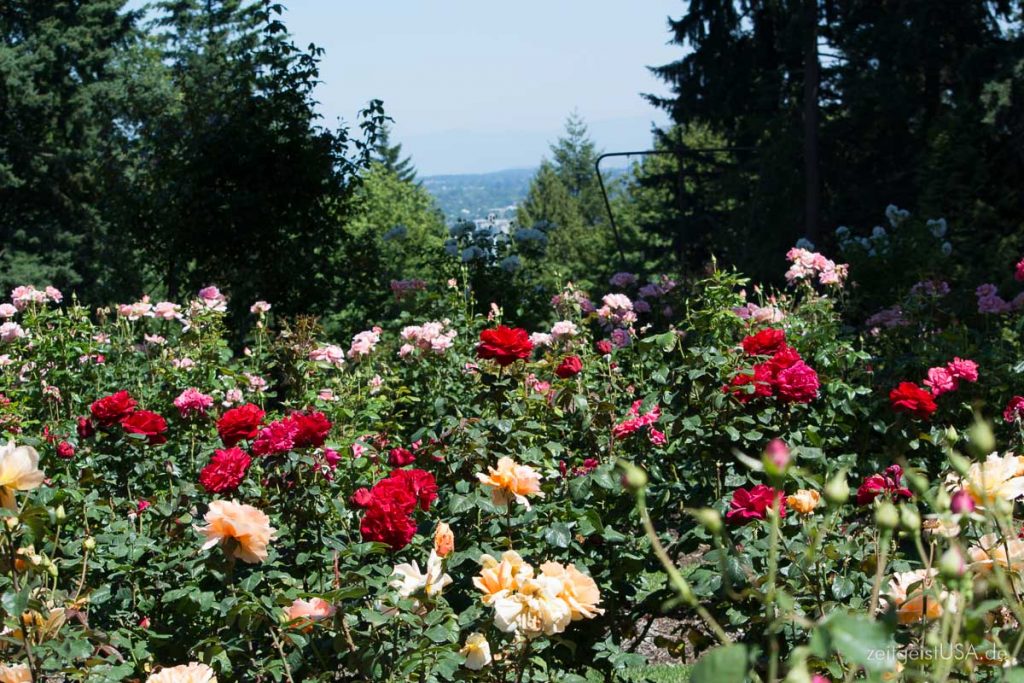 Rose Gardens, Portland, Oregon