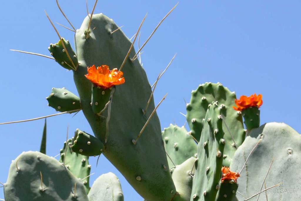 Cactus Blütezeit zwischen März und Mai/Juni