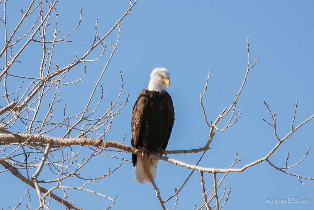 Bald Eagle (Weißkopfseeadler) Wappentier der USA