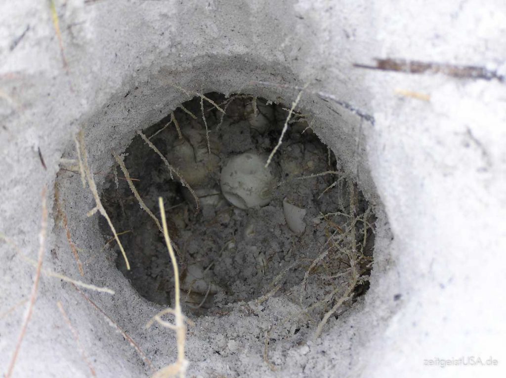 Sea Turtle Nest -- das Nest wurde bei einem Hurricane beschädigt und freiwillige Helfer versuchen es umzusiedeln